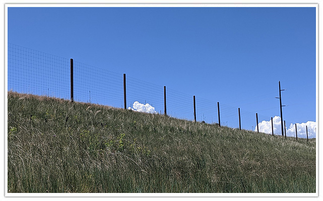 Arvada Deer fence